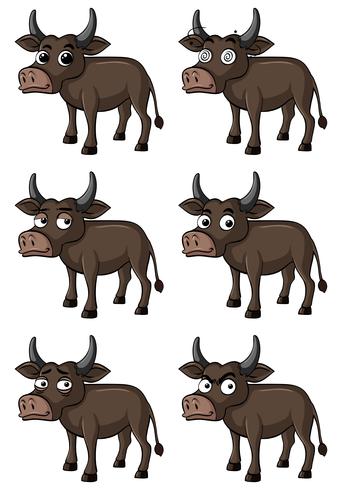 Búfalo selvagem com diferentes expressões faciais vetor