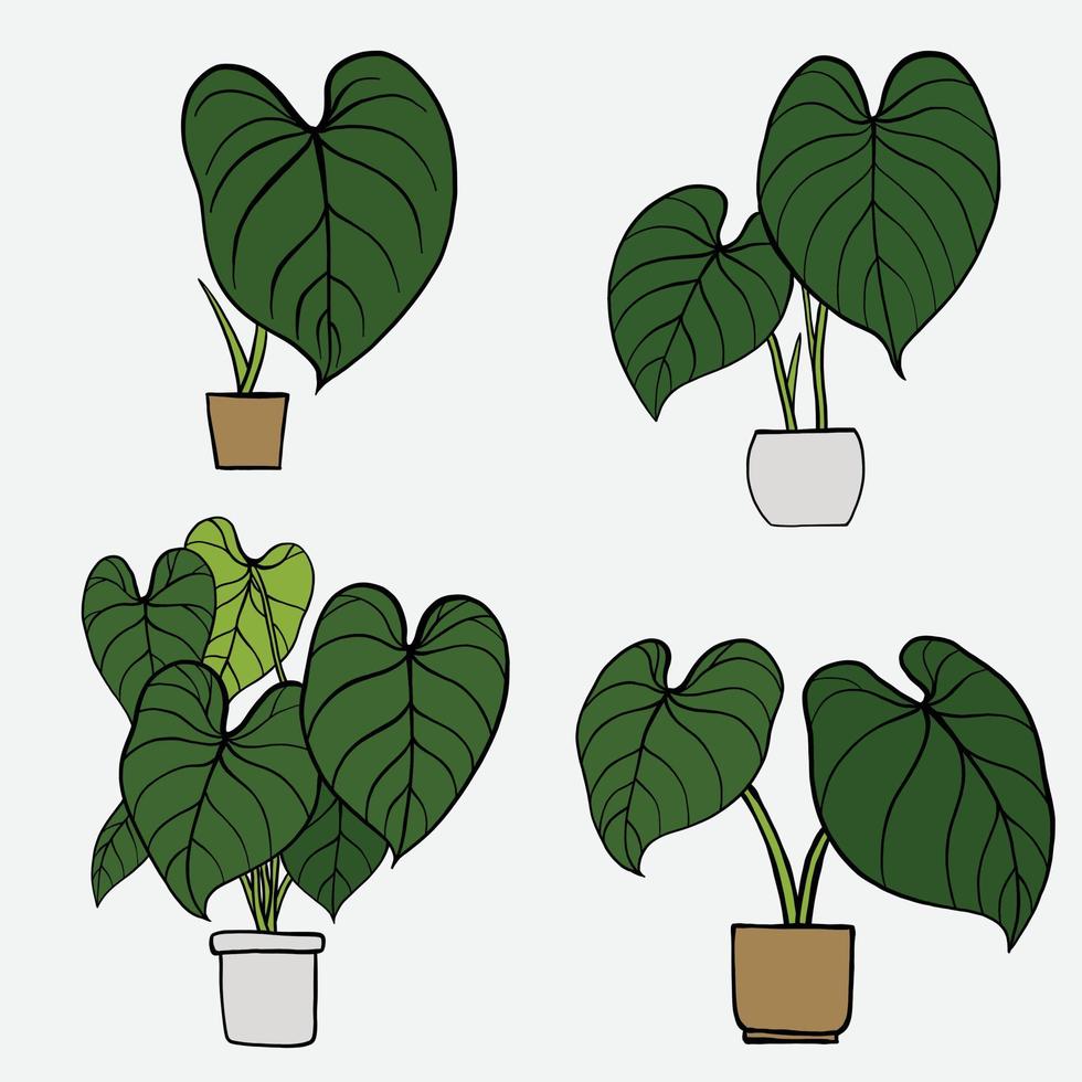 simplicidade philodendron gloriosum planta de casa simplicidade desenho à mão livre coleção de design plano. vetor