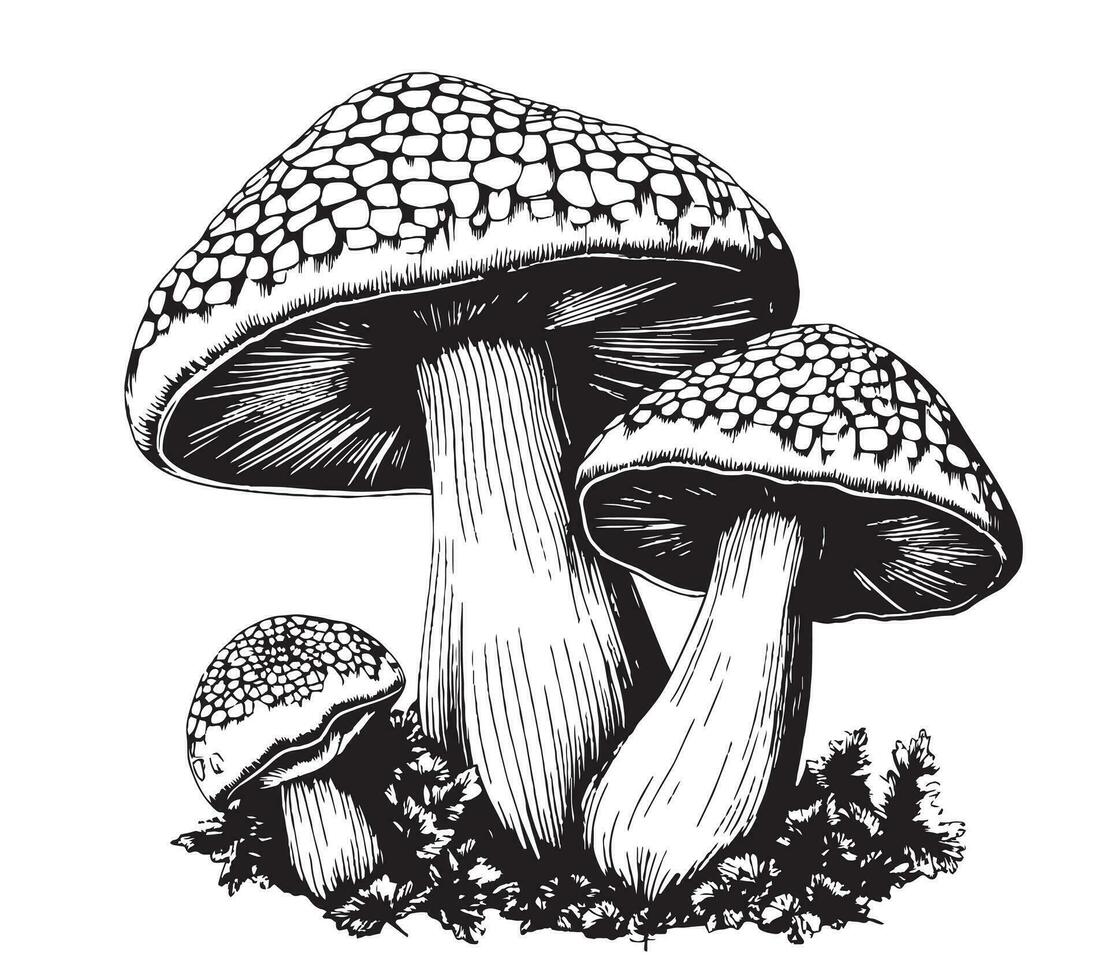 venenoso cogumelos vetor ilustração desenhado de mão, família do não comestível cogumelos perigoso cogumelos, cogumelo venenoso, mosca agaric, branco cogumelo venenoso, família do cogumelos