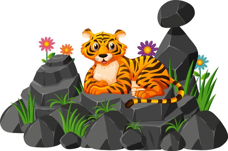 Tigre selvagem na rocha vetor