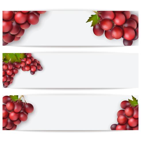 Cartões ou etiquetas com uvas realistas. Ilustração vetorial vetor