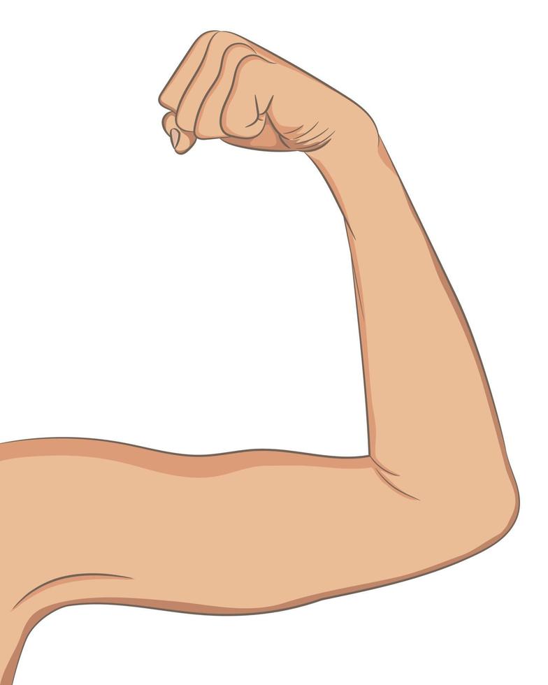 bíceps femininos bem tonificados. braço dobrado mostrando progresso após fitnes vetor