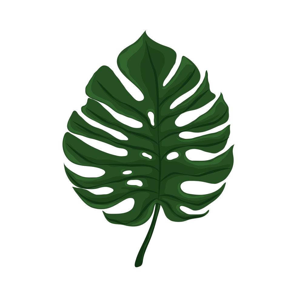 Leaf Monstera Tropical vetor