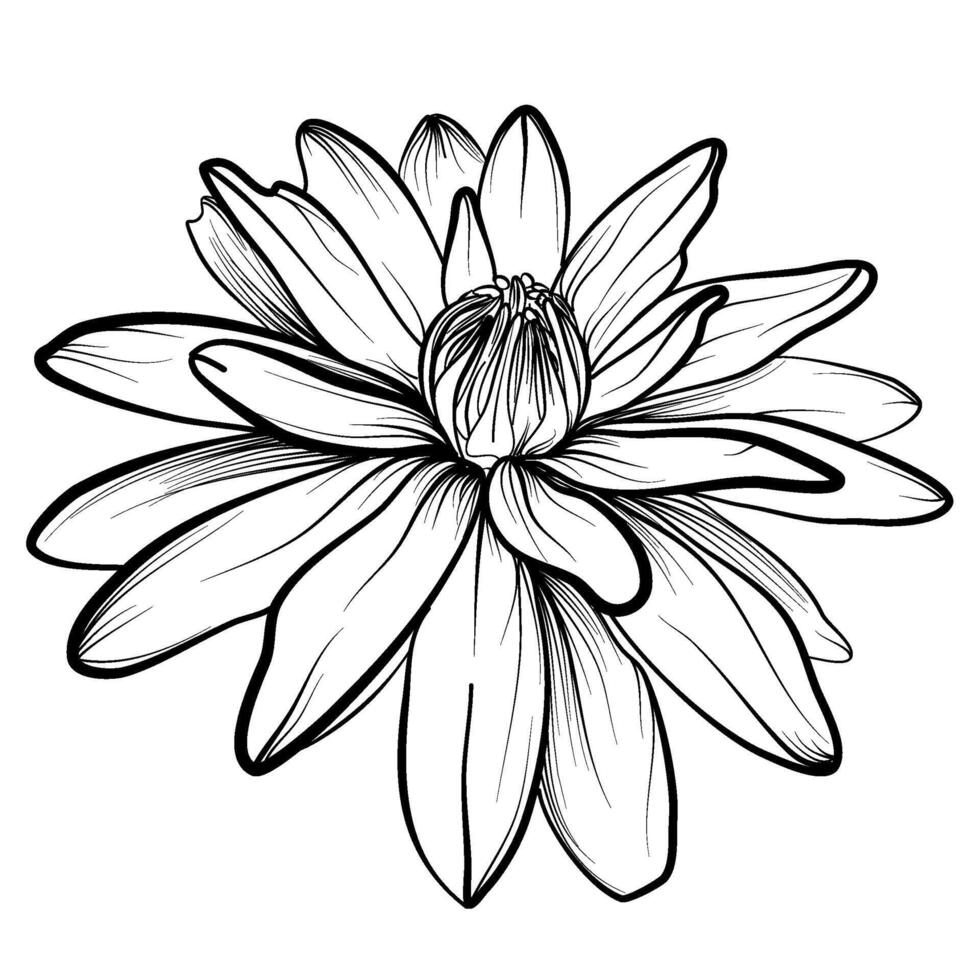 mão desenhando do uma lótus flor vetor ilustração