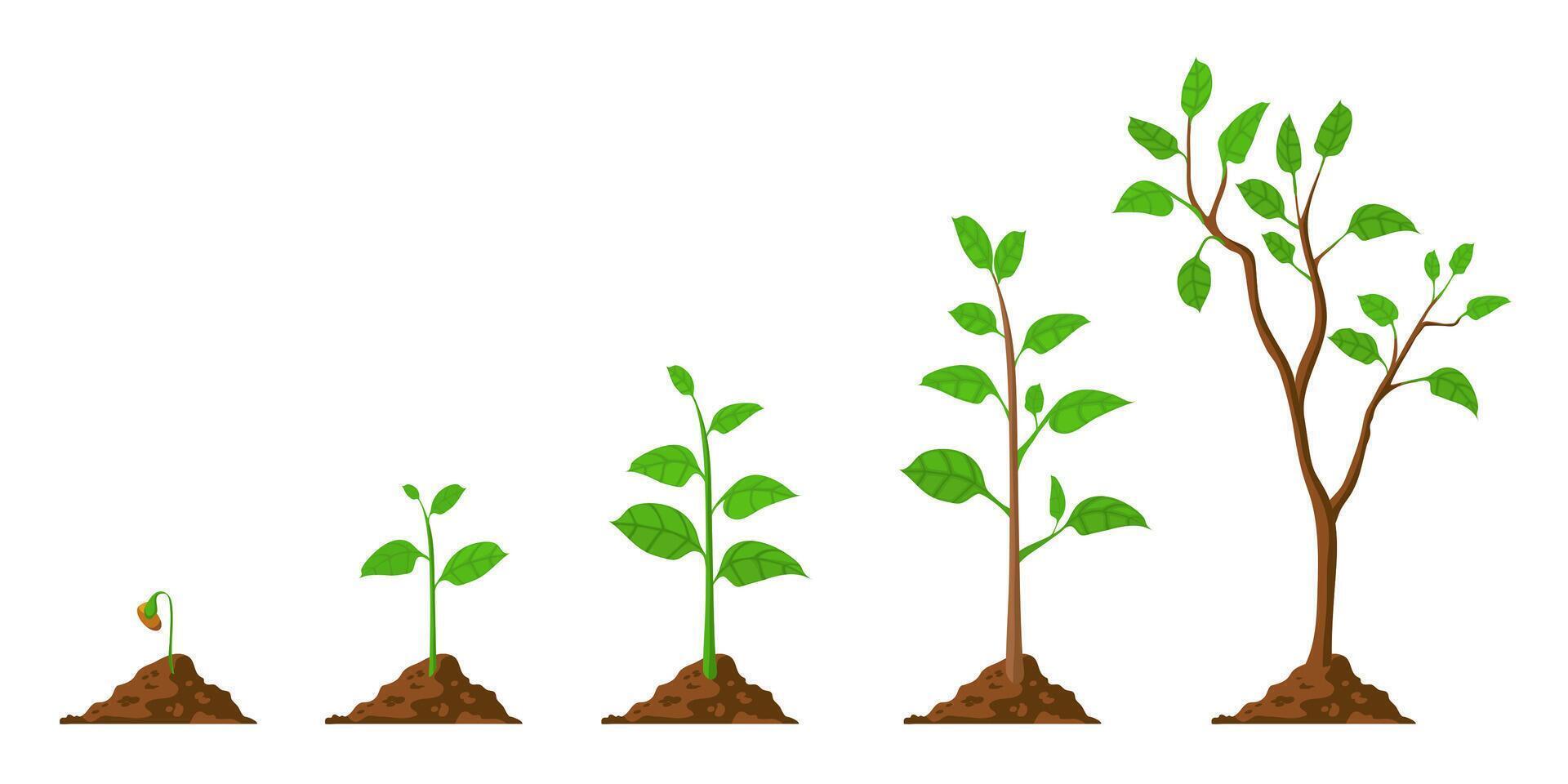 árvore crescer. plantar crescimento a partir de semente para rebento com verde folha. estágios do plantinha e crescendo árvores dentro solo. jardinagem processo vetor conceito