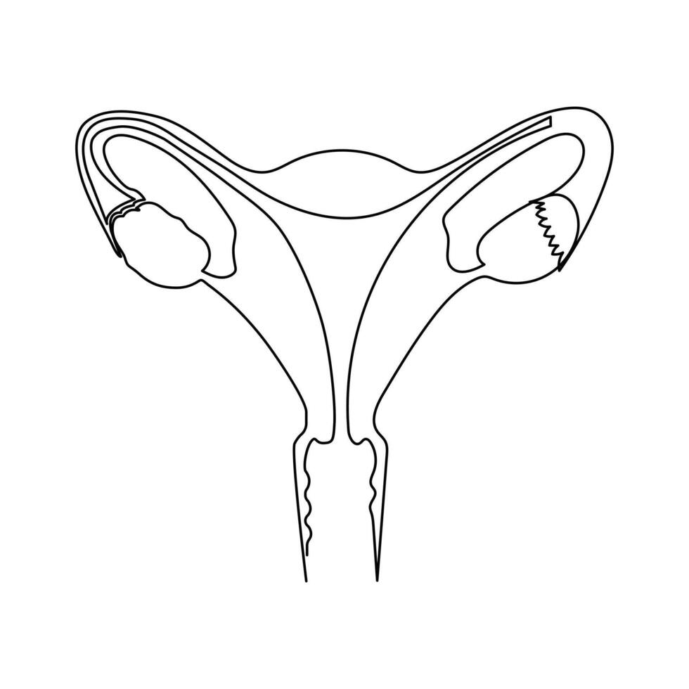 contínuo solteiro 1 linha desenhando útero e ovários, órgãos do fêmea reprodutivo sistema e mulheres dia vetor arte ilustração