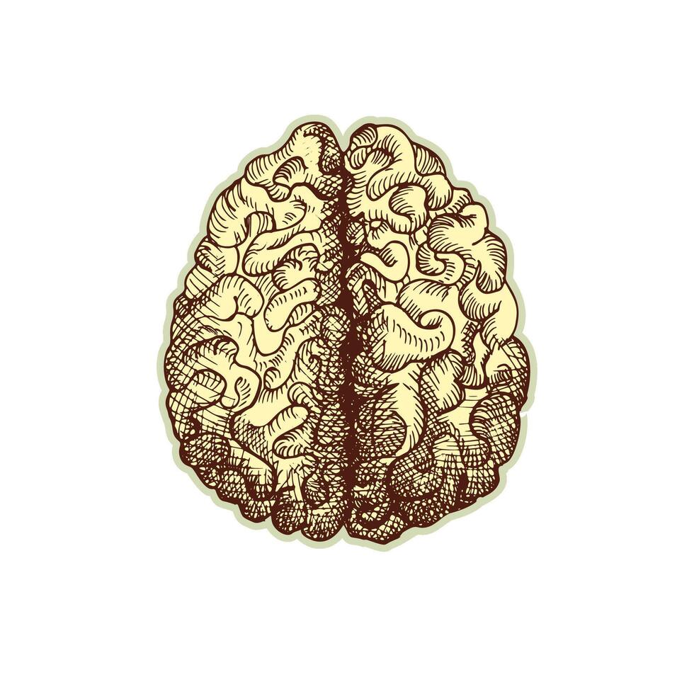 adesivo do humano cérebro. vintage anatomia gravação esboço órgão isolado em branco fundo. Boa idéia para Projeto retro remédio poster dentro mão desenhado estilo. anatômico corpo parte vetor ilustração