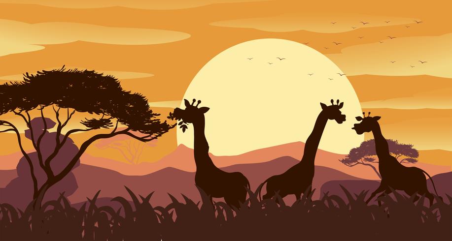 Cena fundo, com, girafa, em, savanna, campo vetor