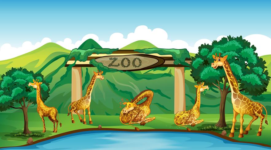Girafa no zoológico vetor