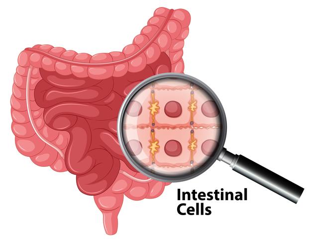 Anatomia de células intestinais em fundo branco vetor
