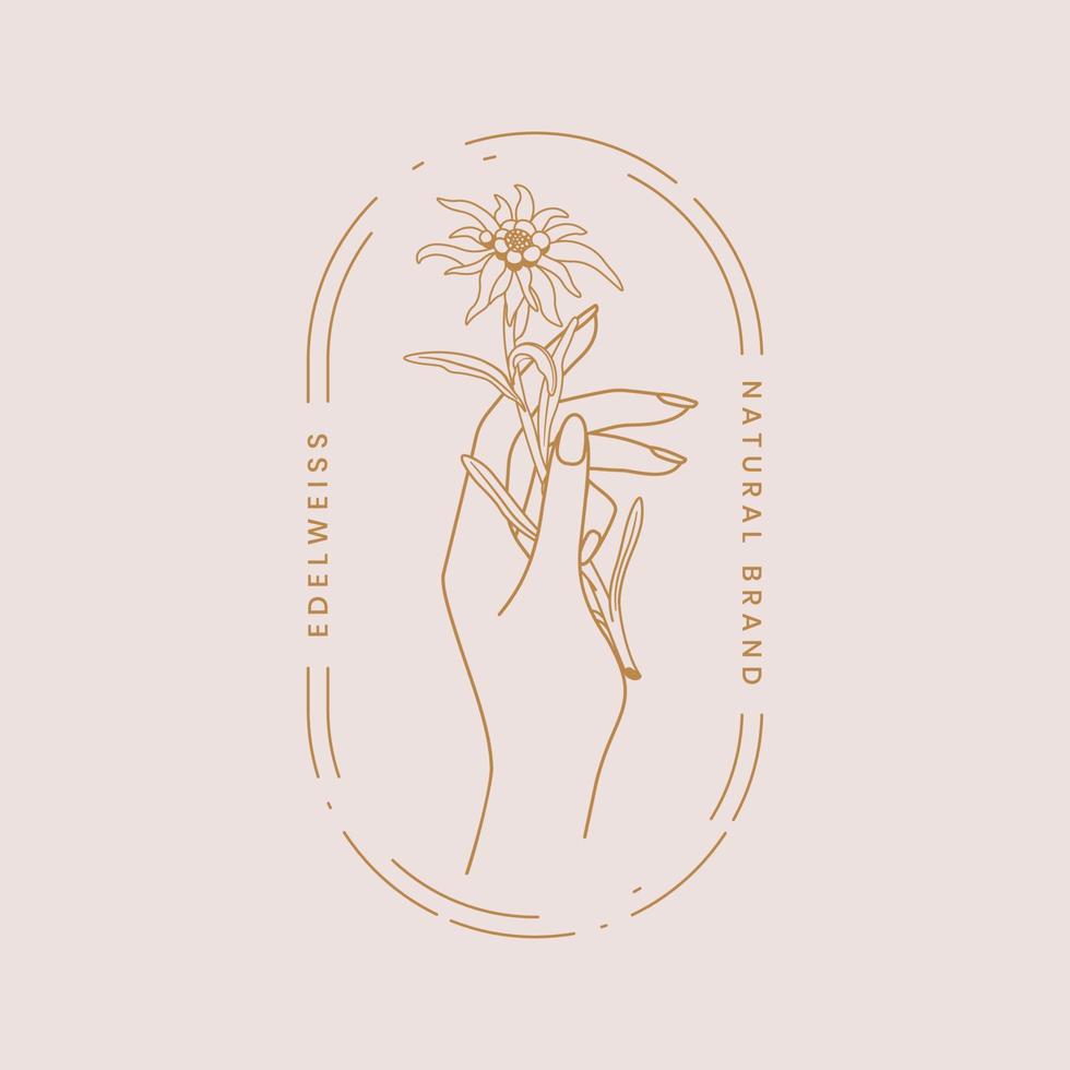 edelweiss. flor da montanha. símbolo do amor. mão segurando flor edelweist. logotipo de uma marca natural. ilustração em vetor de estoque.
