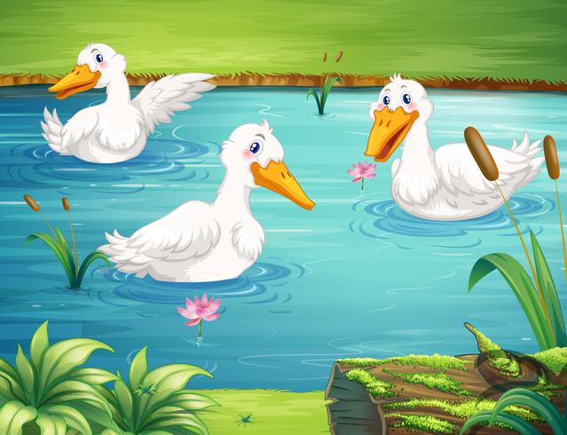 Três patos nadando no lago vetor