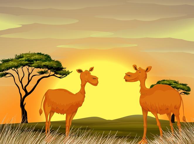Camelos em pé no campo ao pôr do sol vetor