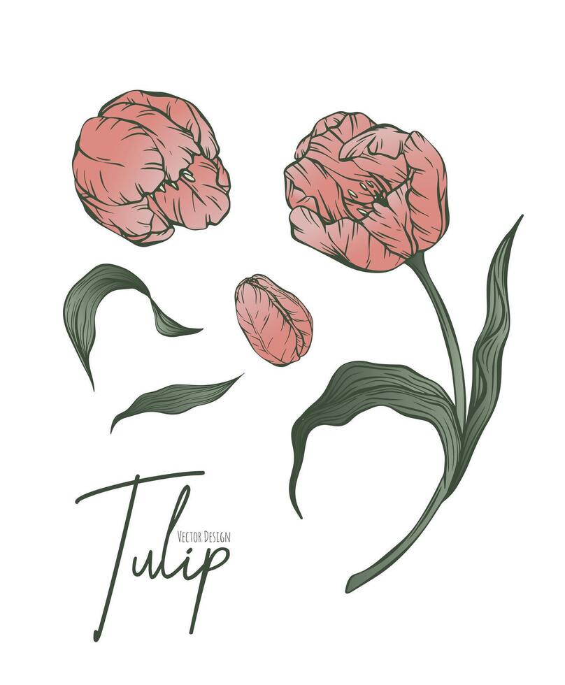 botânico conjunto linha ilustração do tulipa flores para Casamento convite e cartões, logotipo projeto, rede, social meios de comunicação e poster, modelo, anúncio, beleza e Cosmético indústria. vetor