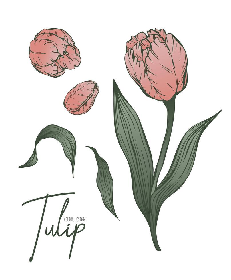 botânico conjunto linha ilustração do tulipa flores para Casamento convite e cartões, logotipo projeto, rede, social meios de comunicação e poster, modelo, anúncio, beleza e Cosmético indústria. vetor