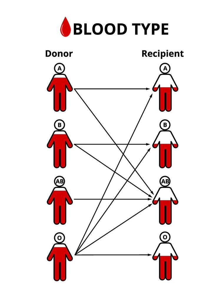 vetor ilustração do sangue tipos, sangue doação, sangue transfusão,