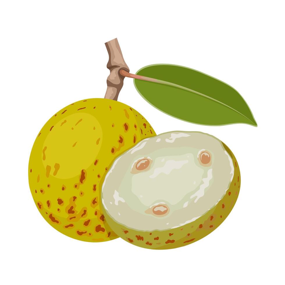 vetor ilustração, mangaba fruta, científico nome hancornia especiosa, isolado em branco fundo.