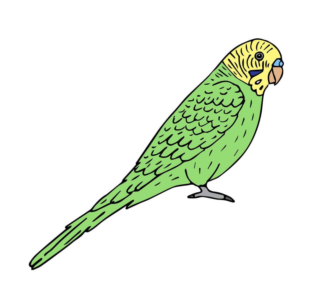vetor mão desenhado rabisco periquito papagaio