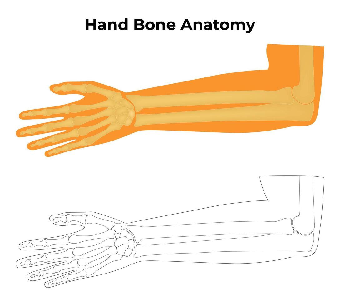 mão osso anatomia Ciência Projeto vetor ilustração diagrama