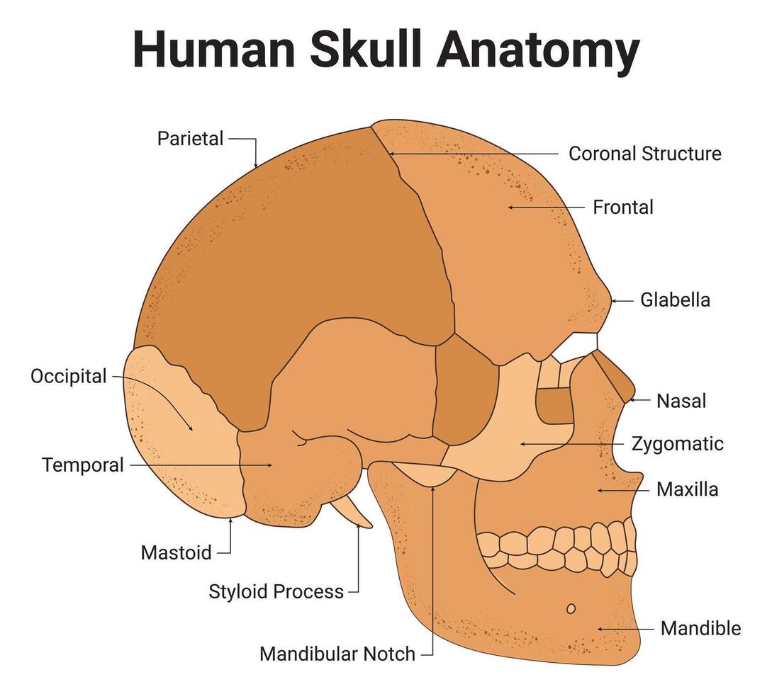 humano crânio anatomia Ciência Projeto vetor ilustração