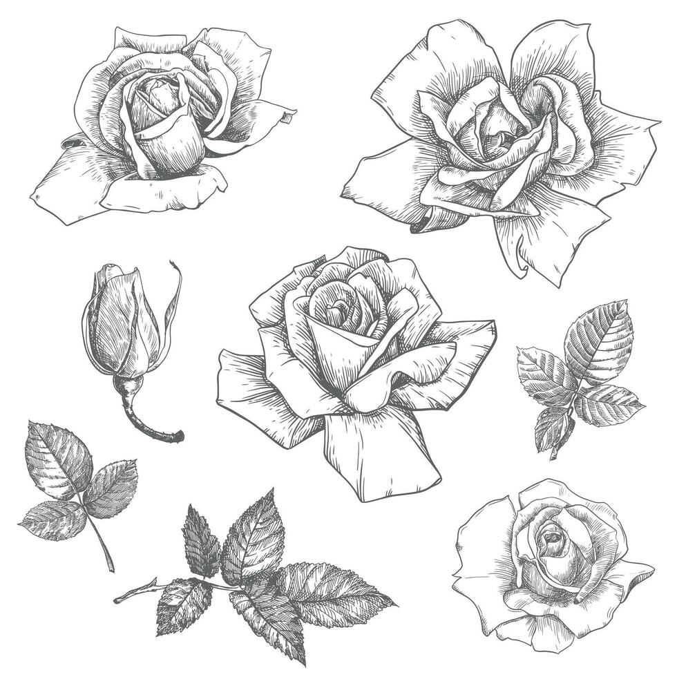 vintage rosas definir, floral gravação. vitoriano estilo plantas, tinta desenho. esboço do uma Preto e branco velho escola estilo tatuagem. botânico vetor ilustração.