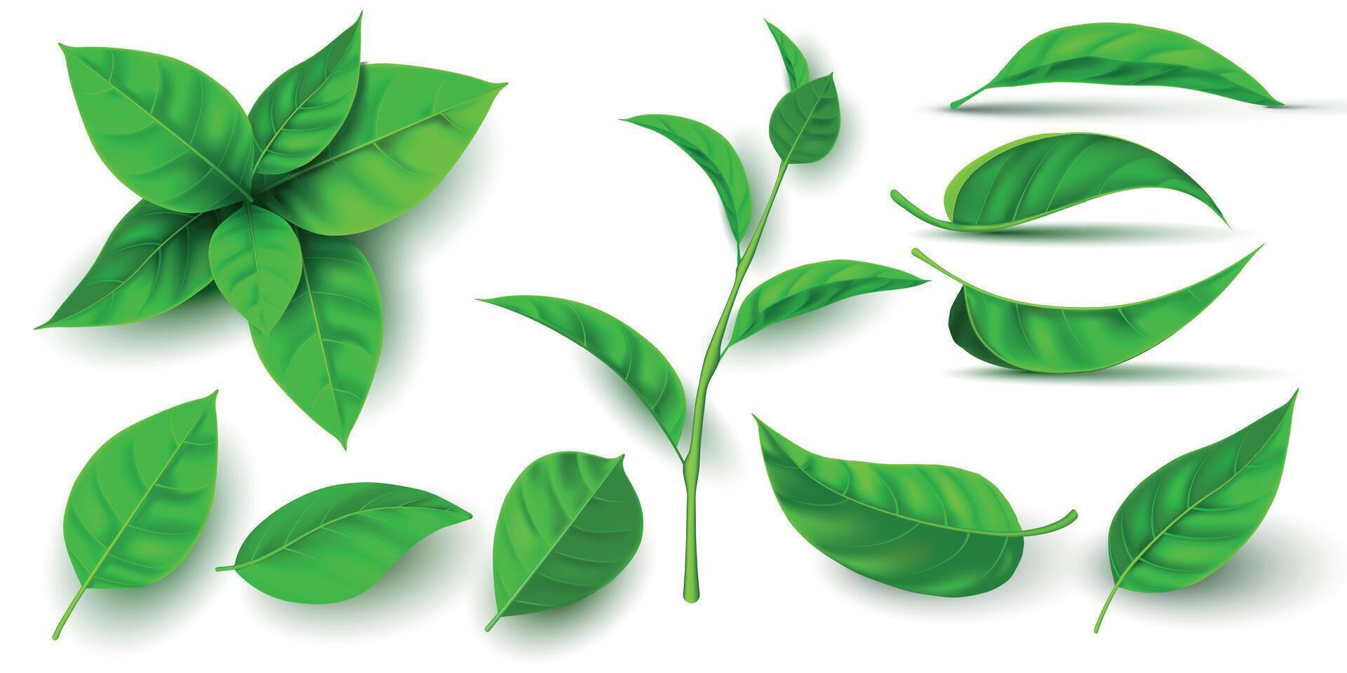 realista 3d fresco chá verde folhas e galhos. vôo árvore folha. chá ou hortelã plantar elementos. ecologia, natureza e vegano símbolo vetor conjunto