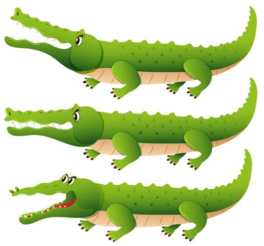 Crocodilo em três ações diferentes vetor