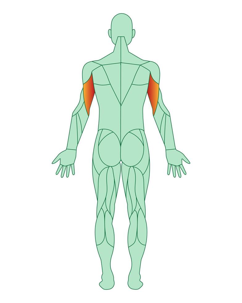 figura do uma homem com em destaque músculos. em destaque dentro vermelho bíceps do braços ou ombros. masculino músculo anatomia conceito. vetor ilustração isolado em branco fundo.