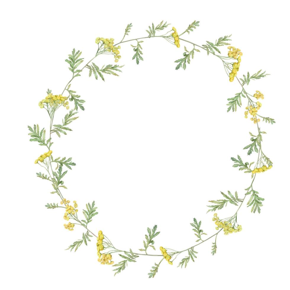 guirlanda aguarela comum tansy. amarelo campo flores mão desenhado ilustração isolado em branco fundo. botânico medicinal flores silvestres clipart. círculo elementos para Projeto vetor