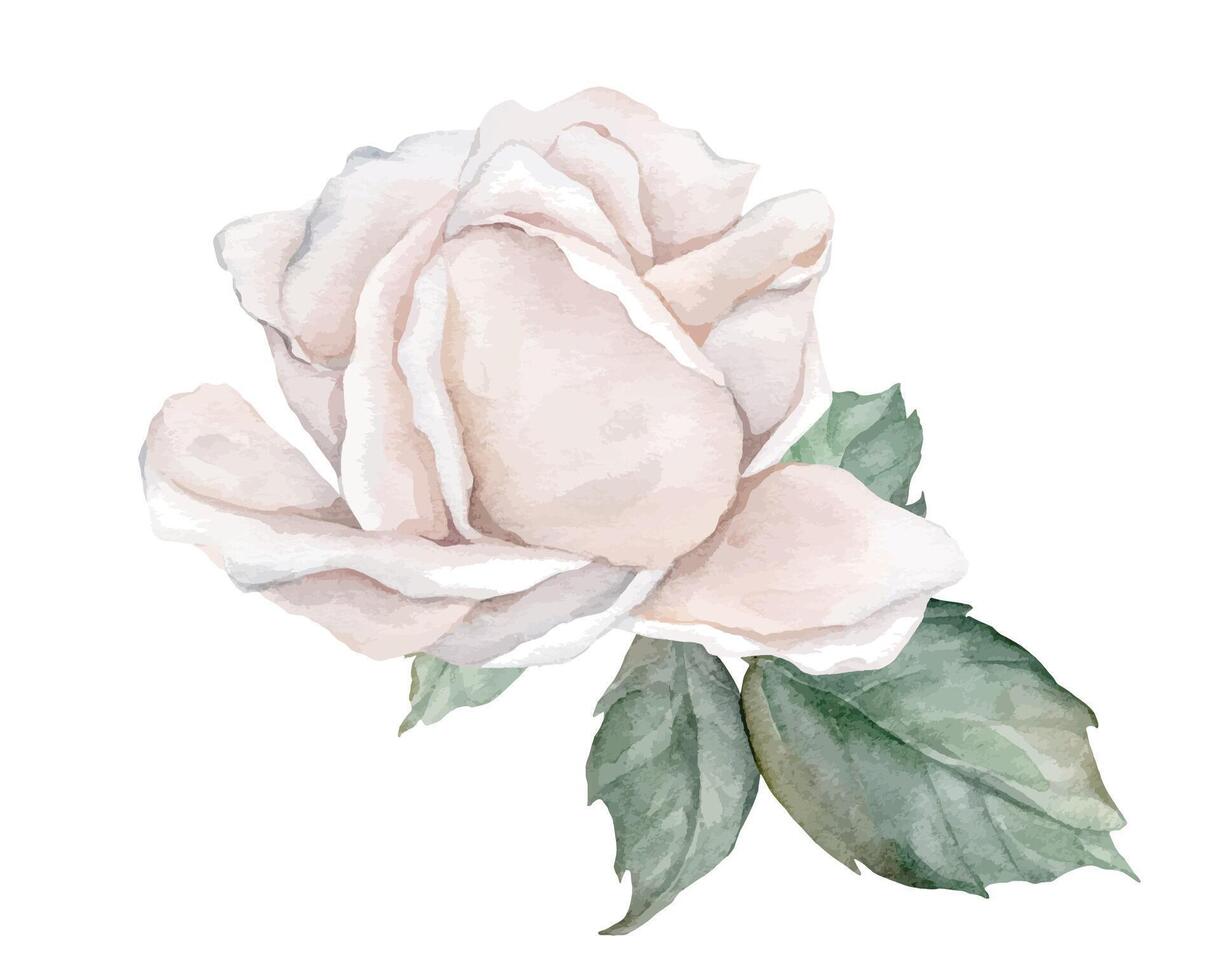 aguarela composição a partir de branco creme rosas e verde folhas. mão desenhado ilustração flor isolado branco fundo. elemento mão pintado natural plantar galhos com luz Rosa rosa para Projeto vetor