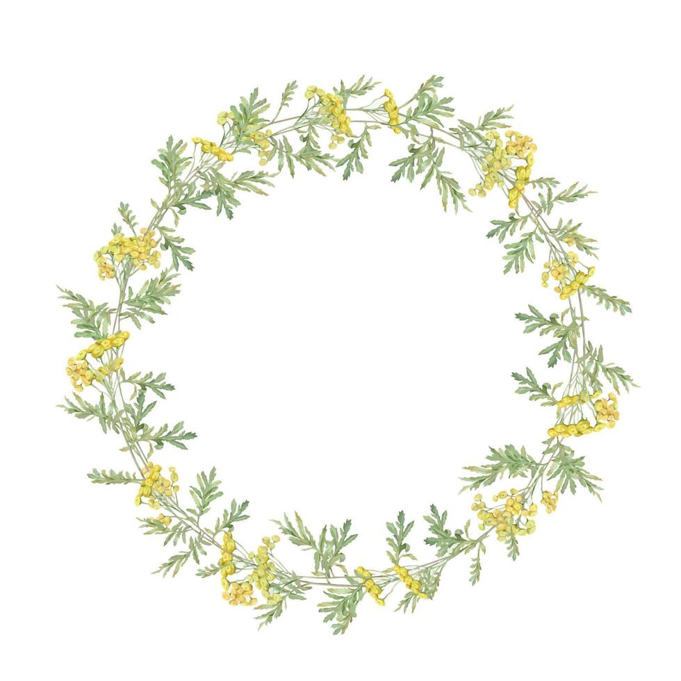 guirlanda aguarela comum tansy. amarelo campo flores mão desenhado ilustração isolado em branco fundo. botânico medicinal flores silvestres clipart. círculo elementos para Projeto vetor