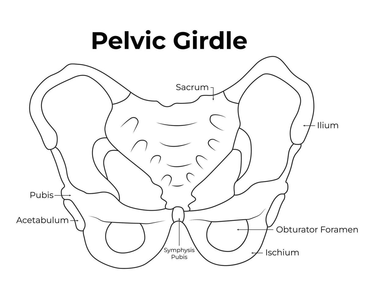 pélvico cinto Ciência Projeto vetor ilustração