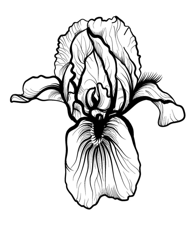 mão desenhando do a íris flor vetor ilustração