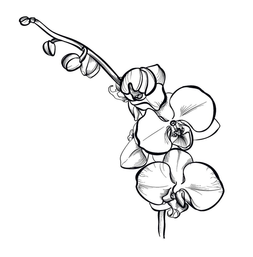 Preto e branco ilustração do phalaenopsis orquídea galhos vetor