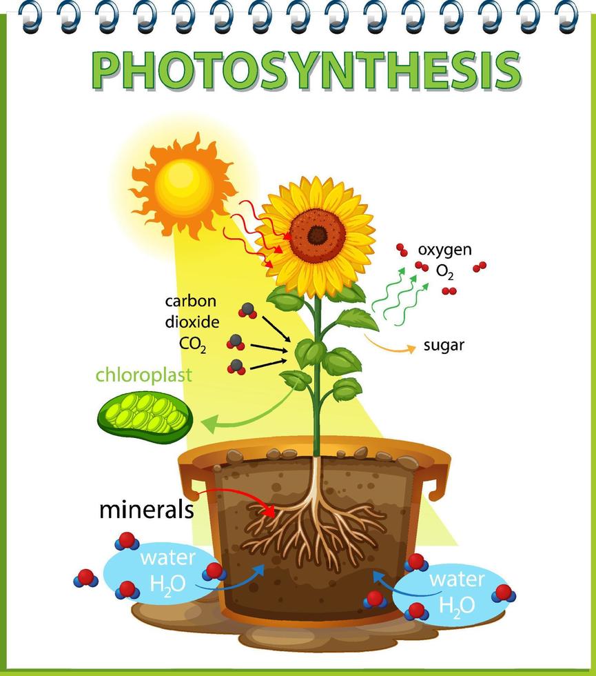 diagrama mostrando o processo de fotossíntese em girassol vetor