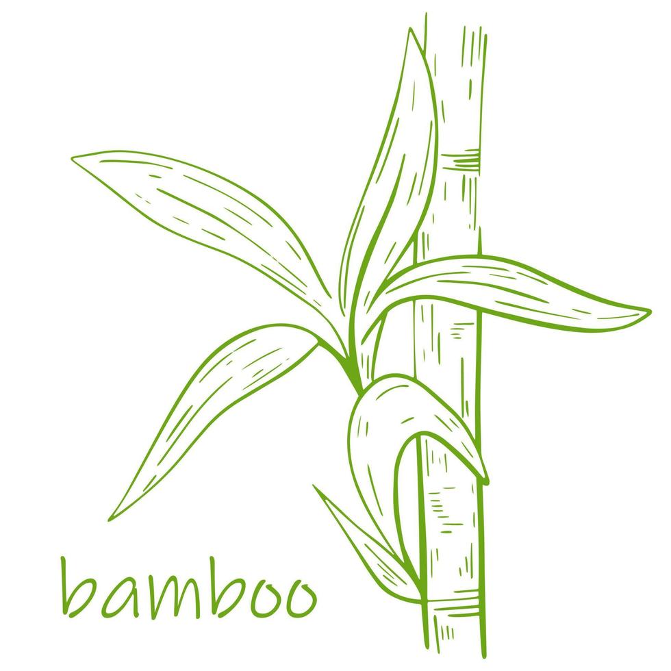 ilustração vetorial de haste de bambu com folhas gravadas à mão vetor