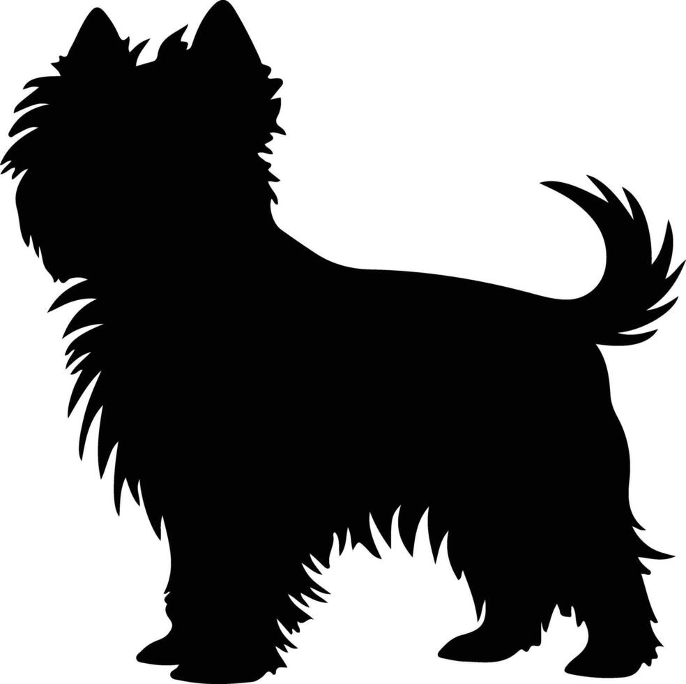 Affenpinscher Preto silhueta vetor