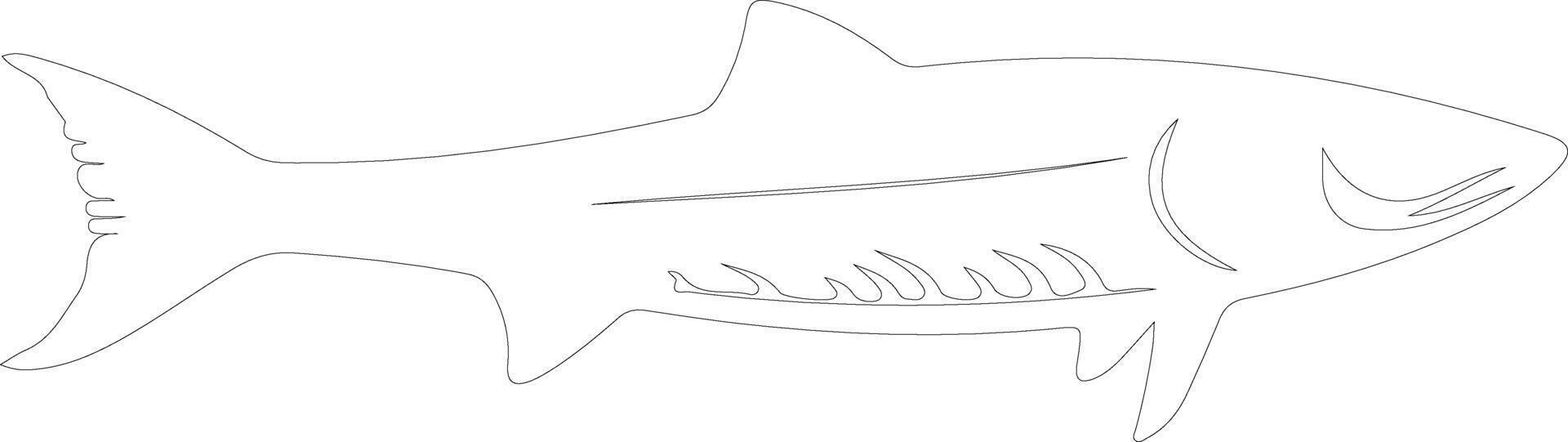 barracuda esboço silhueta vetor
