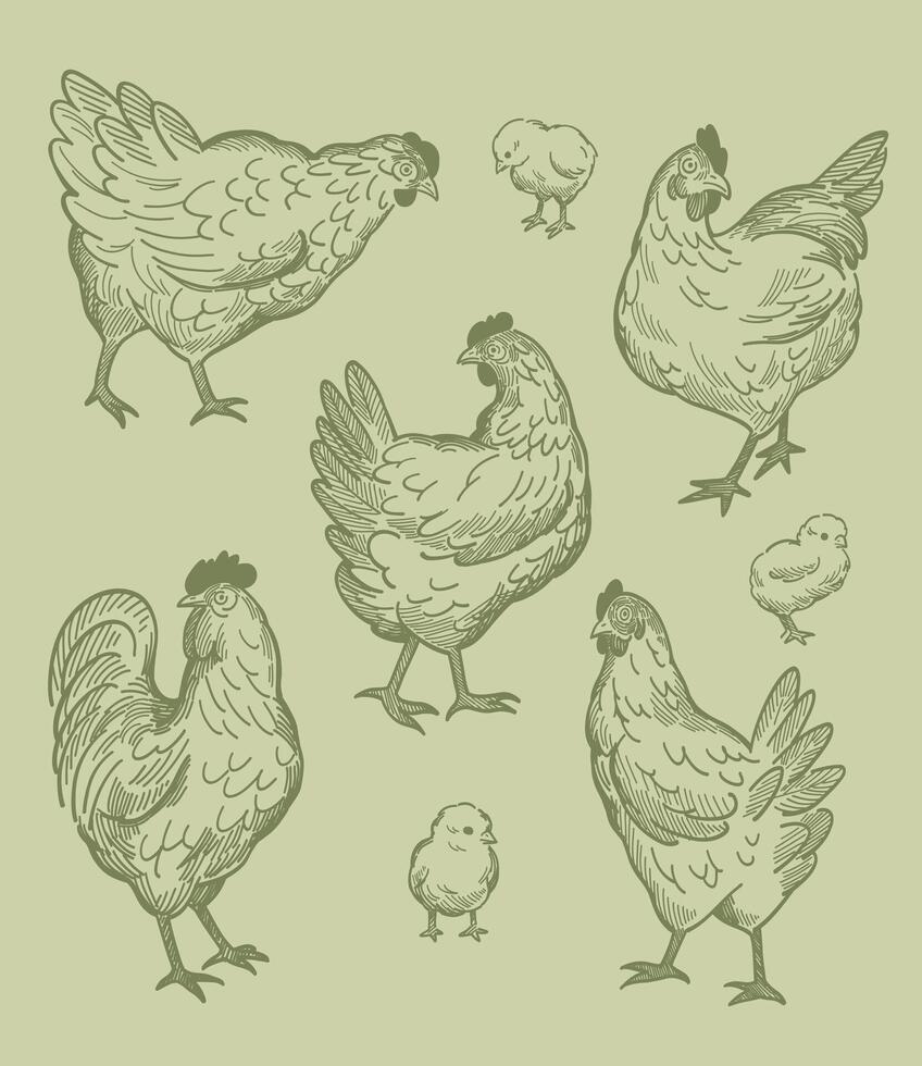 vintage padrões do galinhas linha arte vetor
