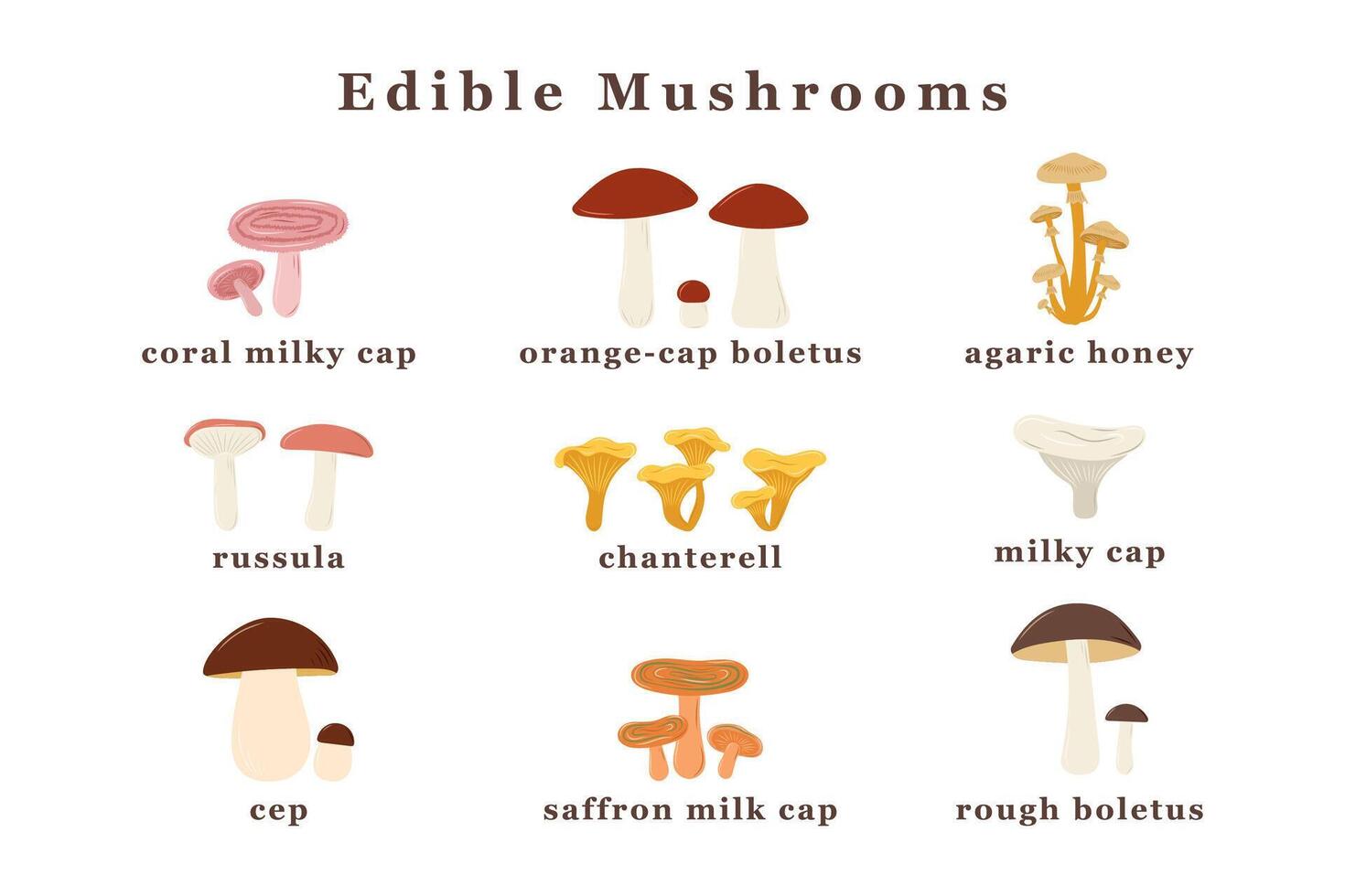 ampla conjunto do comestível cogumelos. isolado vetor ilustração.
