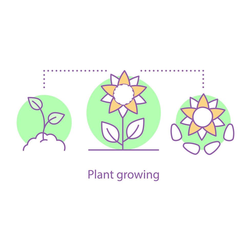 plantas crescendo ícone do conceito. ilustração de linha fina de ideia de agricultura. agricultura. cultivo de girassol. desenho de contorno isolado de vetor