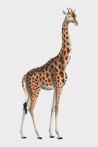 Girafa de Camelopardis - o girafa (1837) por Georges Cuvier (1769-1832), uma ilustração de um girafa bonito e esboços de seu crânio. Digitalmente aprimorada pelo rawpixel. vetor