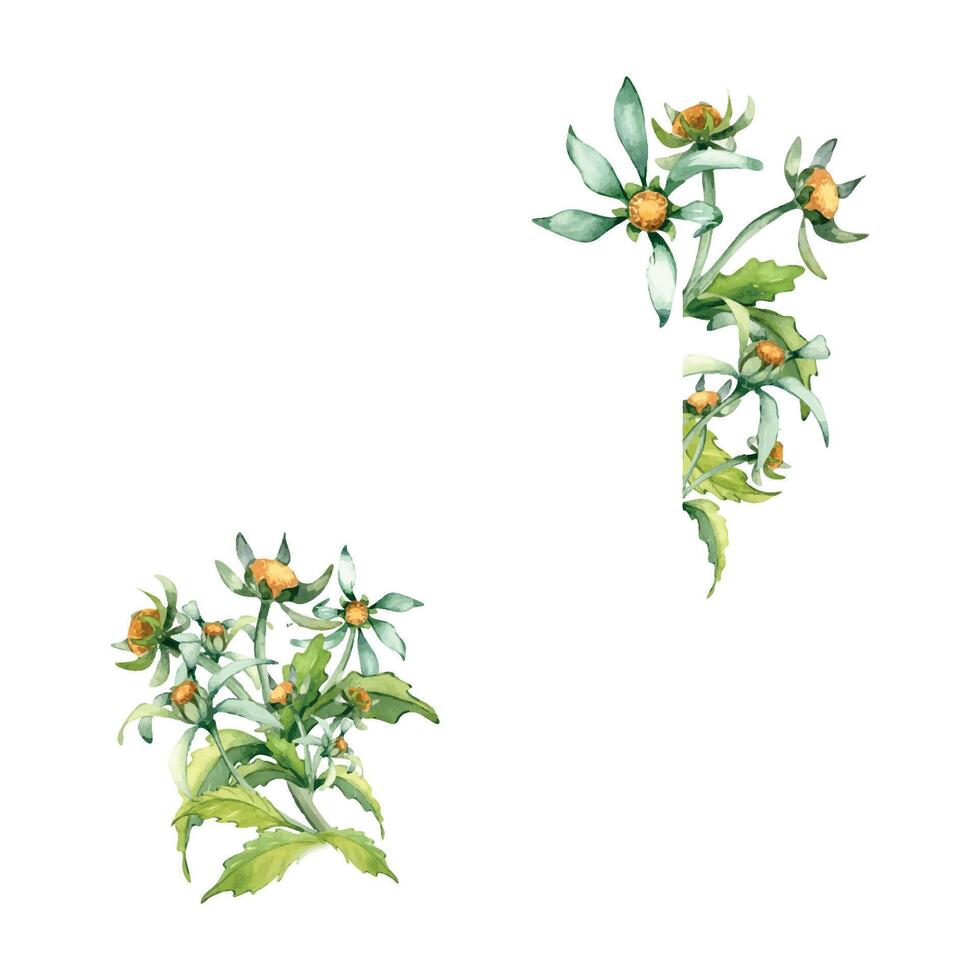 quadro, Armação com bidens flor, mendigos medicinal plantar aguarela ilustração isolado em branco fundo. amarelo flor, útil erva broca calêndula mão retirou. Projeto para rótulo, pacote, cartão postal vetor