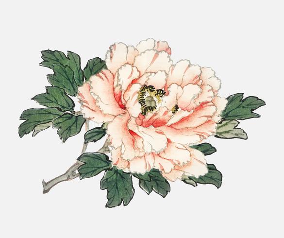 Pink rose por Kō no Bairei (1844-1895). Digitalmente aprimorado de nossa própria edição original de 1913 do Bairei Gakan. vetor