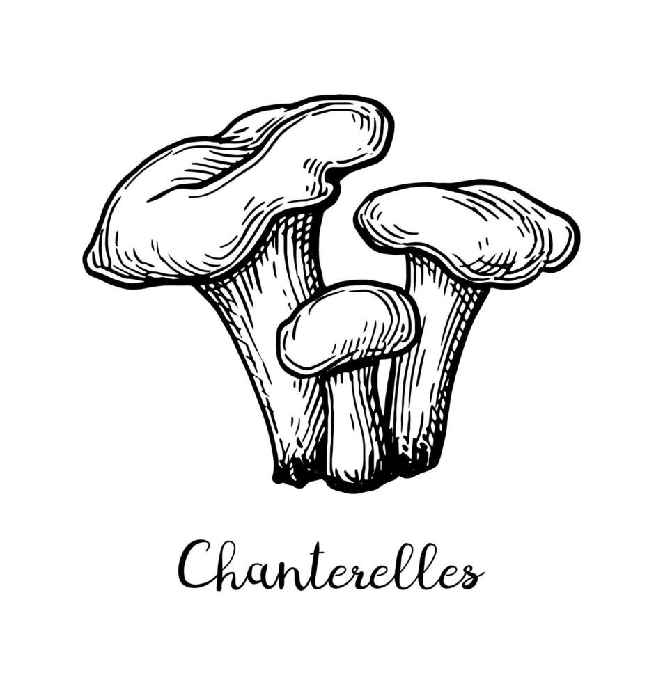 chanterelles cogumelo. mão desenhado tinta esboço. vintage estilo. vetor