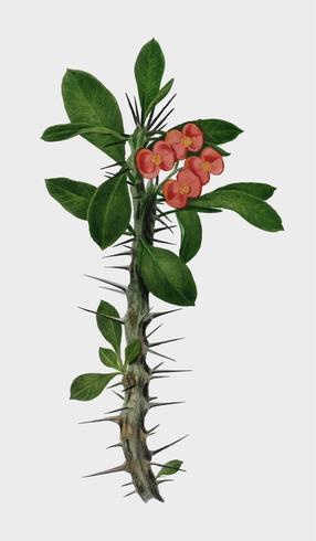 Euphorbia Splendens ilustrada por Charles Dessalines D &#39;Orbigny (1806-1876). Digital reforçada a partir de nossa própria edição de 1892 do Dictionnaire Universel D&#39;histoire Naturelle. vetor