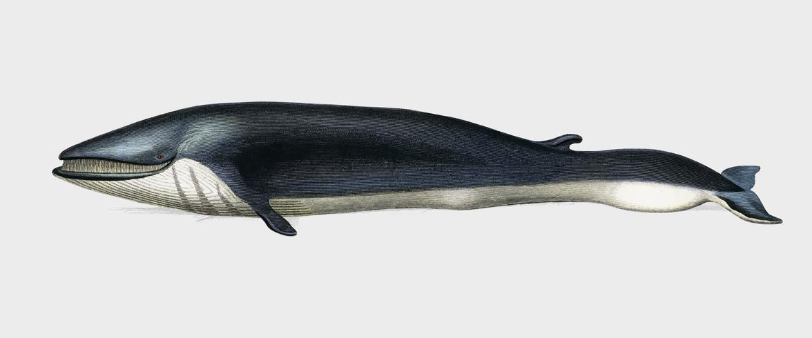 Balaenoptera rorqual ilustrado por Charles Dessalines D &#39;Orbigny (1806-1876). Digital reforçada a partir de nossa própria edição de 1892 do Dictionnaire Universel D&#39;histoire Naturelle. vetor