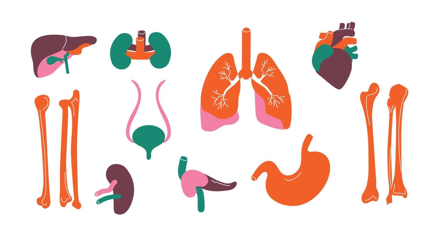 humano órgãos. corpo interno estilizado fígado rim osso coração pâncreas pulmão, humano anatomia infográfico, doador e e transplantação conceito. vetor conjunto