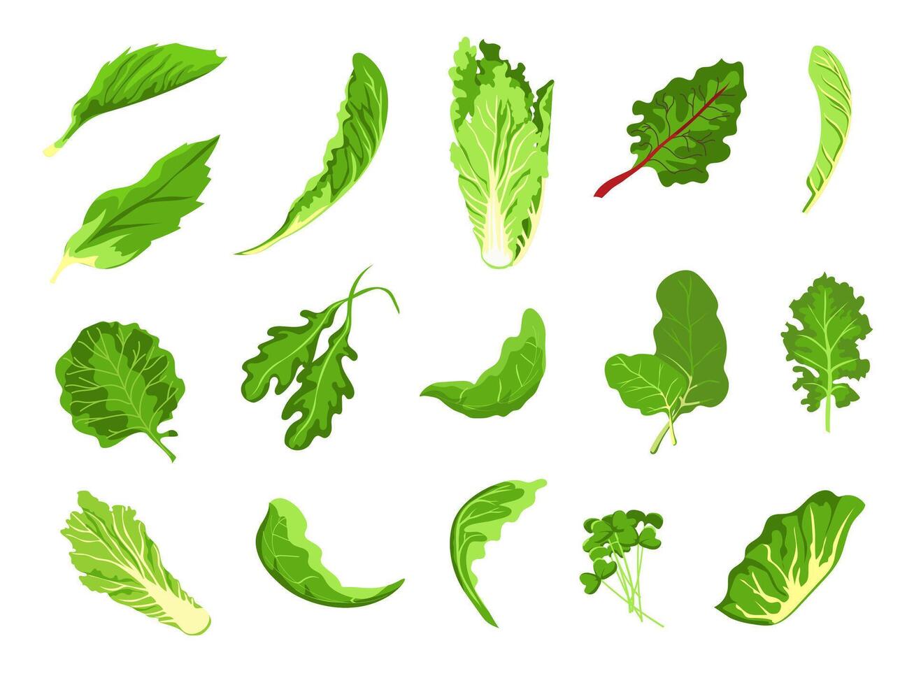 salada folhas. verde fresco Fazenda comida, alface, repolho, Rúcula, agrião e couve. saudável microgreen brotar, orgânico folha vegetal vetor conjunto