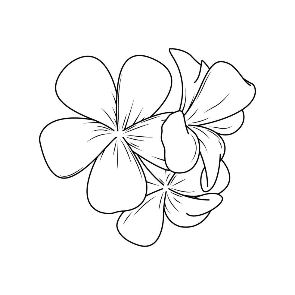 a ilustração do plumeria flor vetor